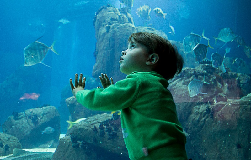 Criança no Oceanário de Lisboa Criança no Oceanário de Lisboa