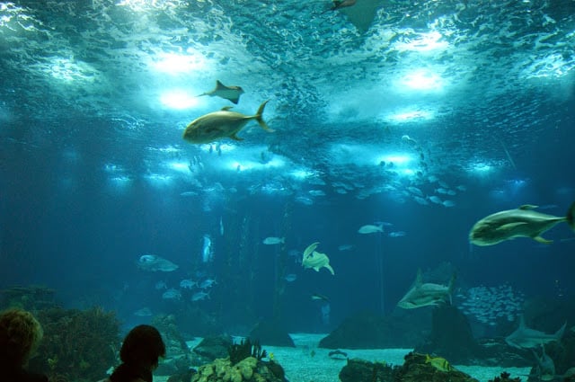 Oceanário de Lisboa Oceanário de Lisboa