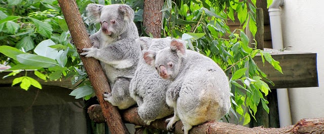 Jardim Zoológico de Lisboa Jardim Zoológico de Lisboa