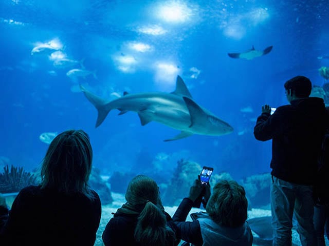 Visita ao Oceanário de Lisboa Visita ao Oceanário de Lisboa